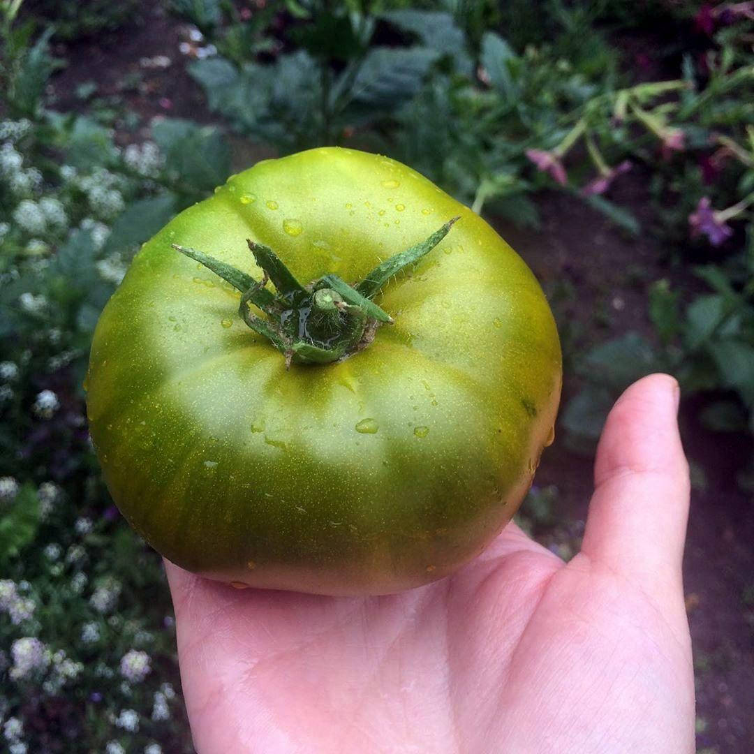 

Томат Изумрудное яблоко