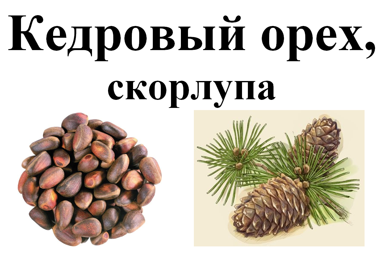 

Скорлупа кедрового ореха, 100 грамм