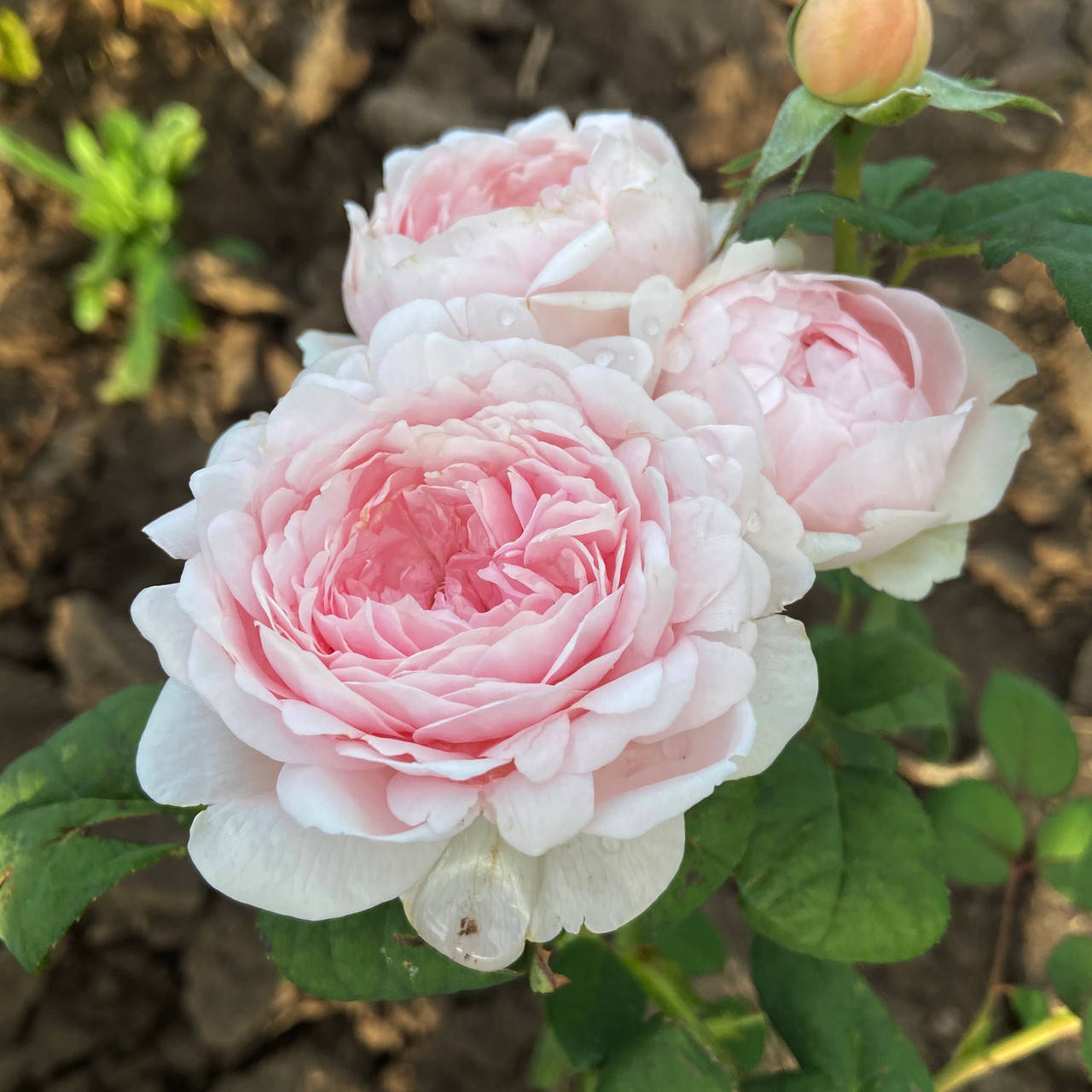 

Розалинд (Rose Rosalind)