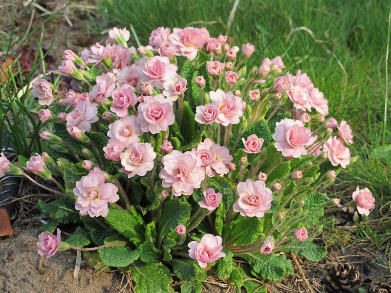 

Примула Belarina Pink Ice (Беларина Пинк Айс)