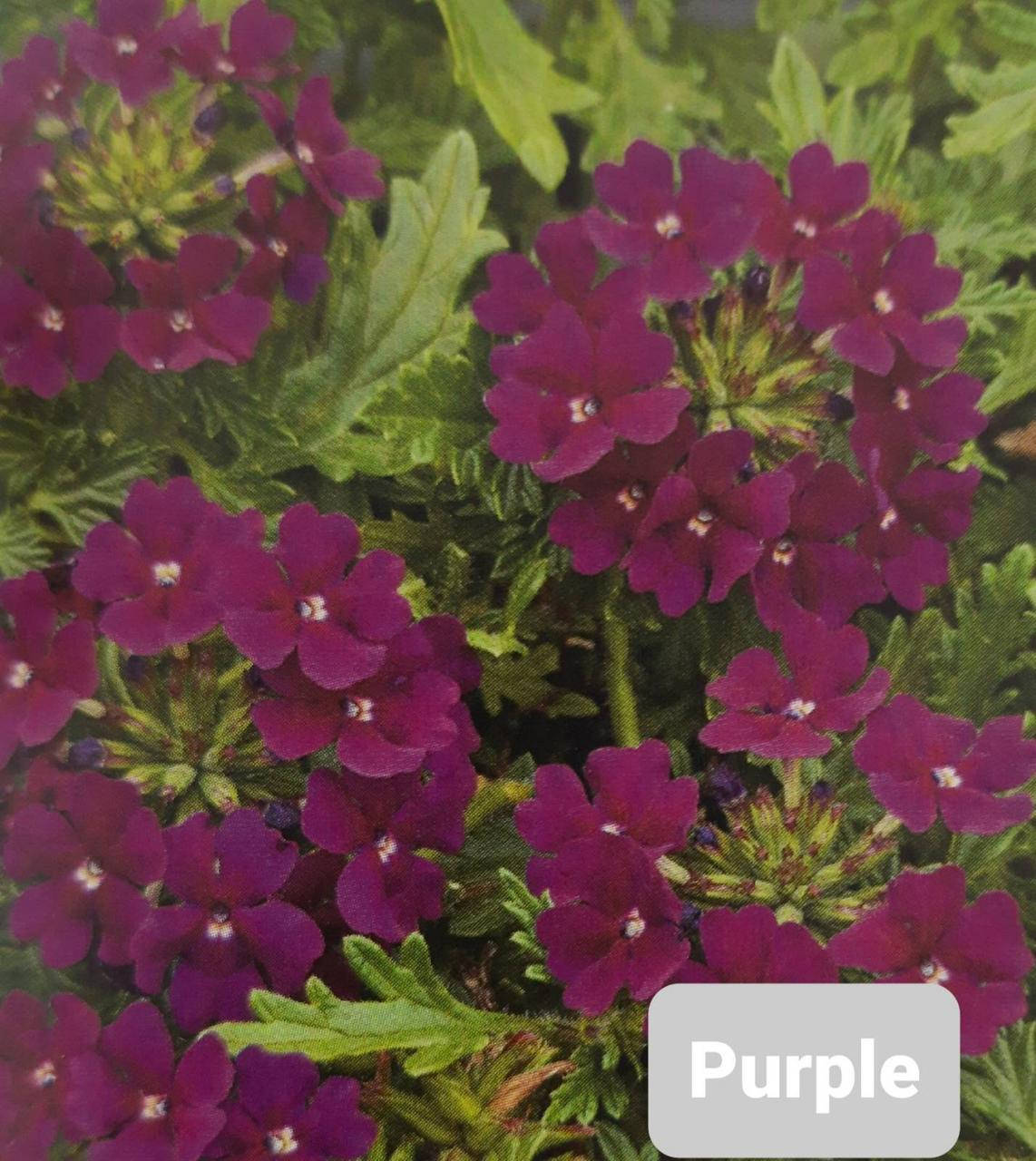 

Вербена Purpule - черенок 2022