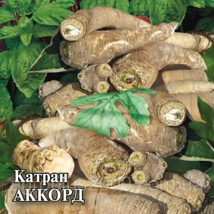 

Семена Катран степной Аккорд 0,3 грамма Седек