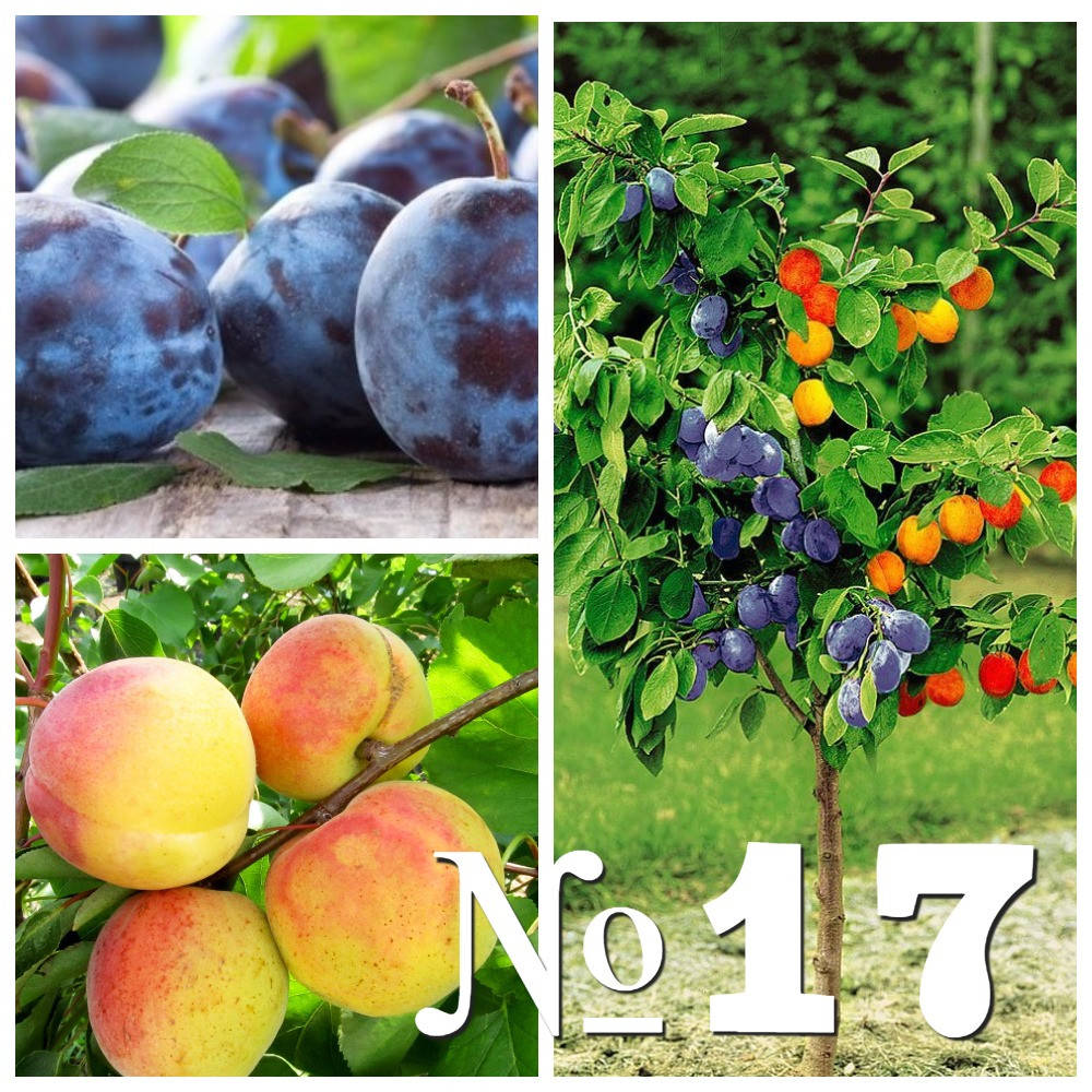 

Саженец дерево-сад Блюфри+НЖА-19 (слива+абрикос)