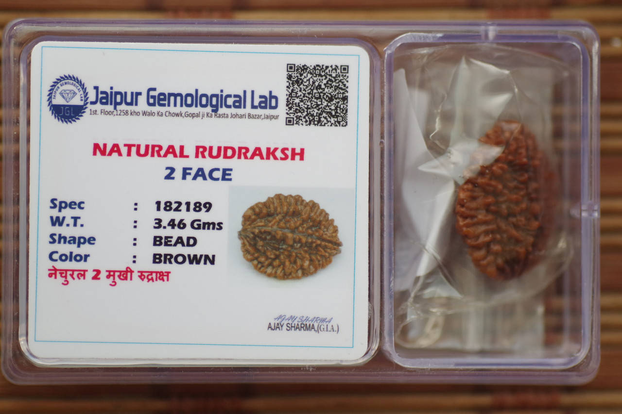 

"красная" Рудракша двуликая Амулет. 2 лика Шива-шакти . длина 26мм с сертификатом