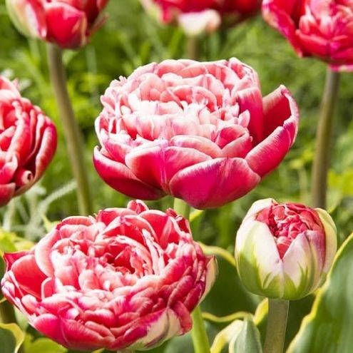 

Тюльпан Dazzling Sensation 2шт.