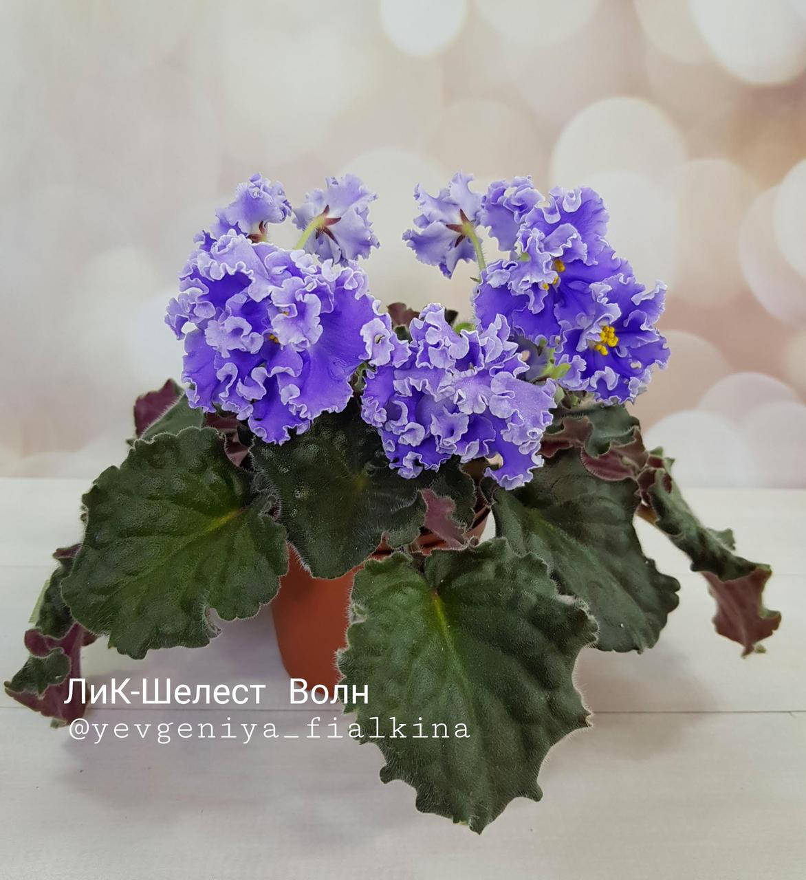 

Фиалка ЛиК-Шелест Волн дітка