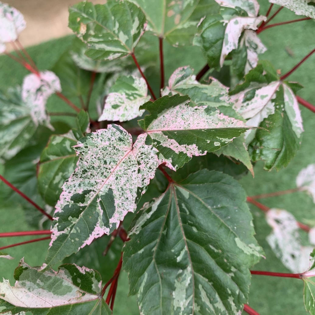 

Японский клен Rovinsky Garden (Japanese maple) Red Flamingo Pink Winter Wood 60-80 см (3 л)