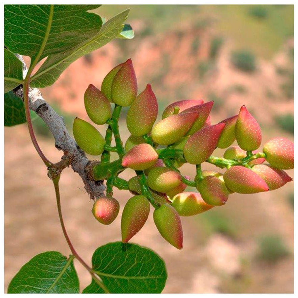 

Фисташка Альбина