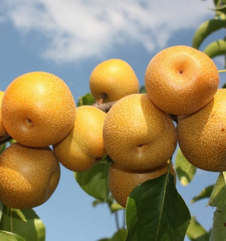 

Саженец азиатской груши Хосу наши азиатская груша