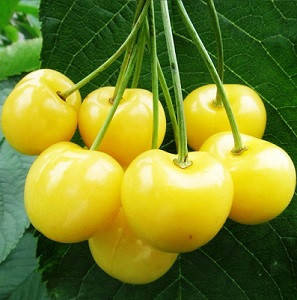 

Черешня Дрогана жёлтая (поздняя)