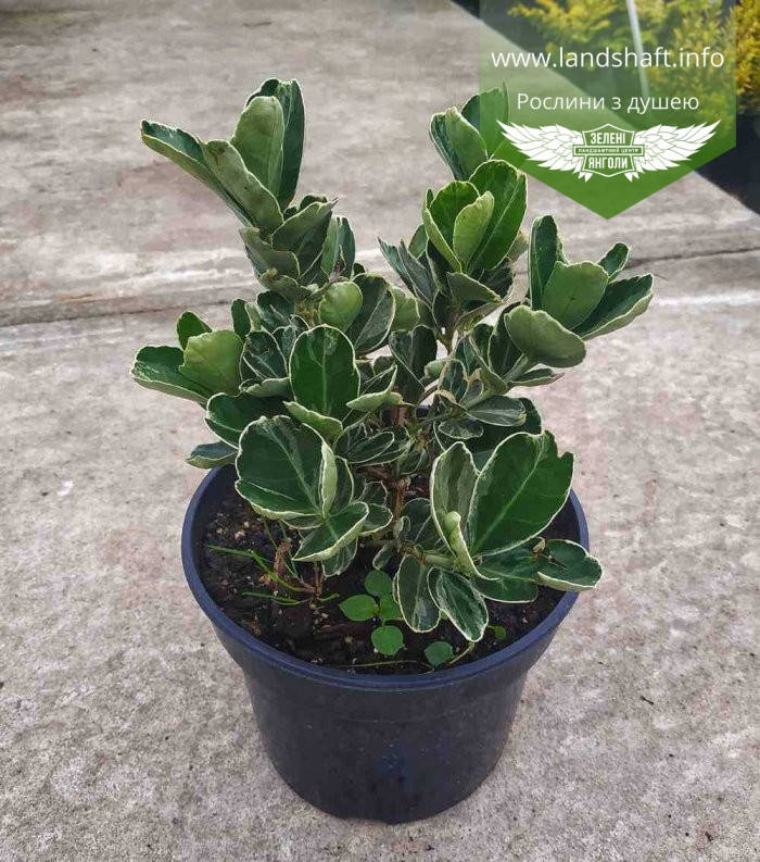 

Euonymus japonicus 'Albomarginatus', Бересклет японський 'Альбомаргінатус',C2 - горщик 2л