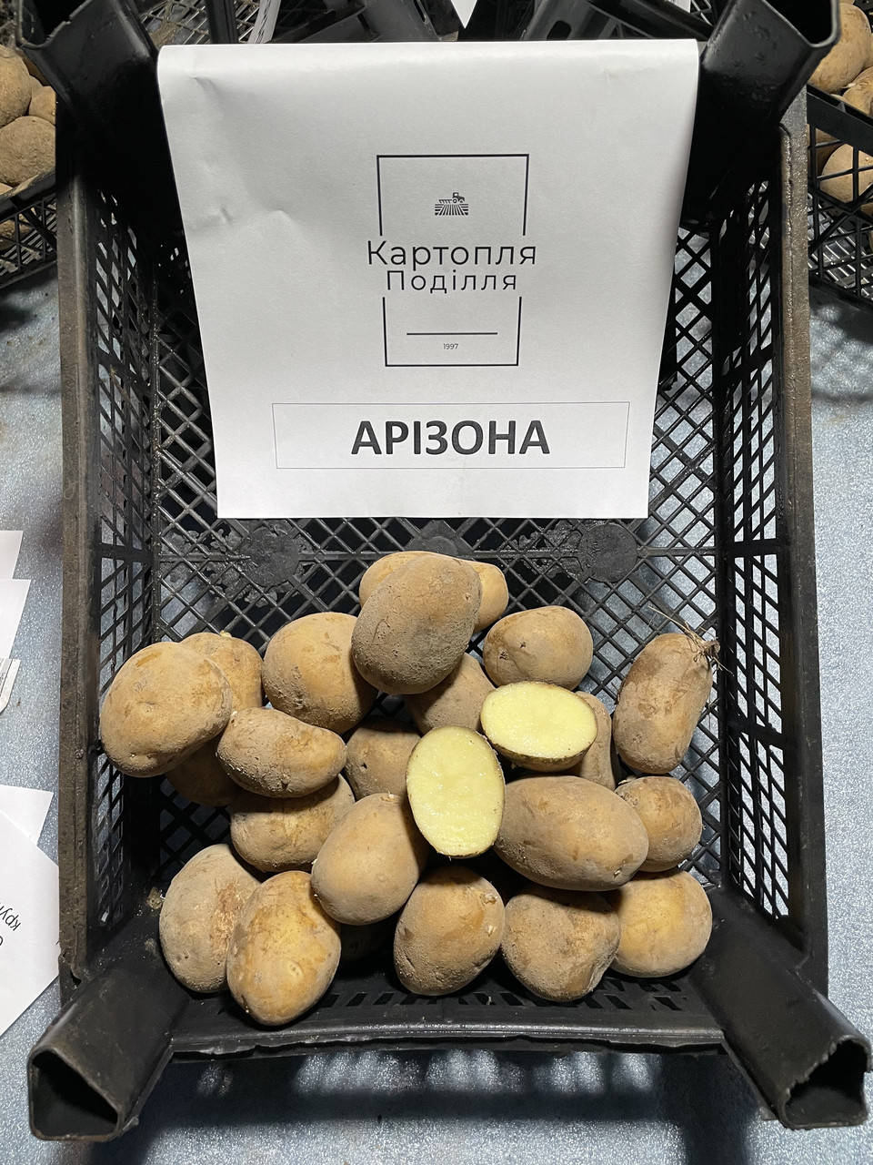 

Семенной картофель Аризона, I-я репродукция