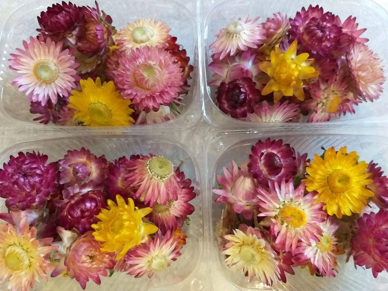 

Гелихризум, головки цветов 20 шт\уп, разные цвета