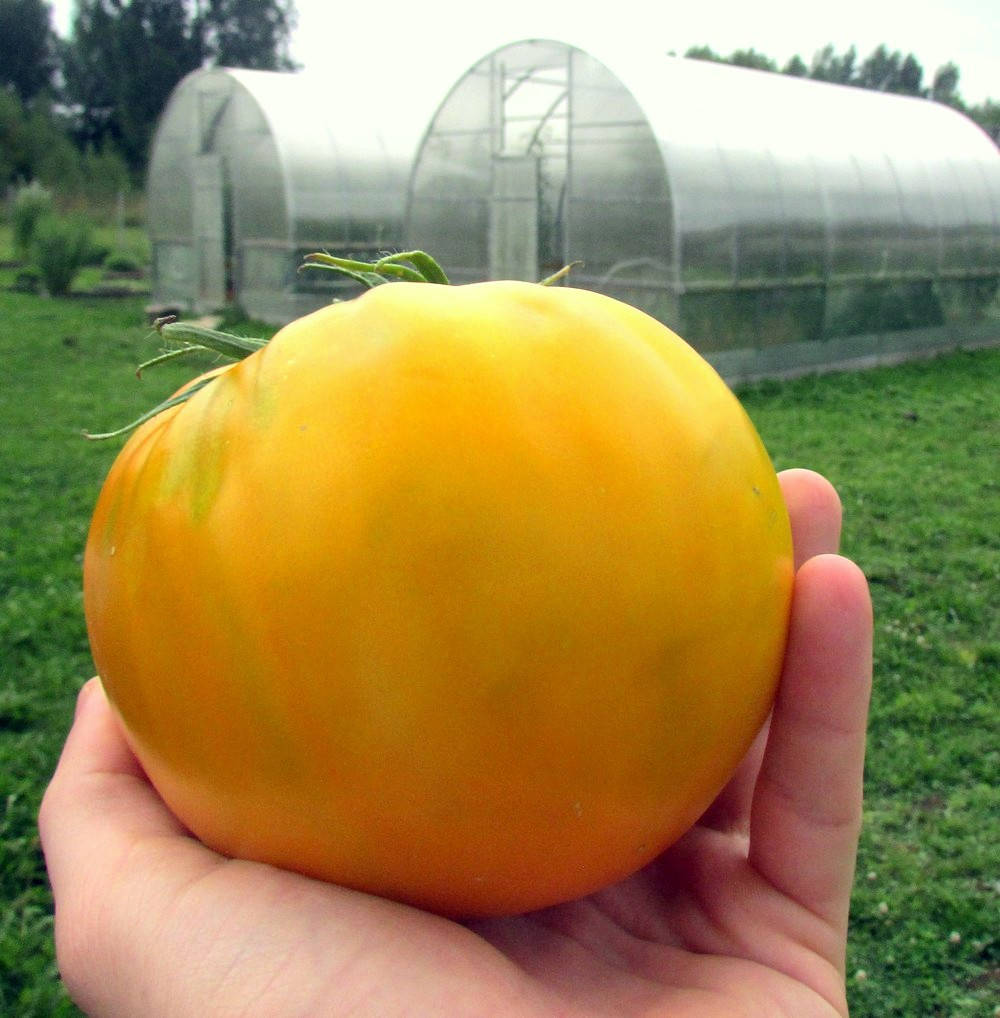 

Томат Дынька севера