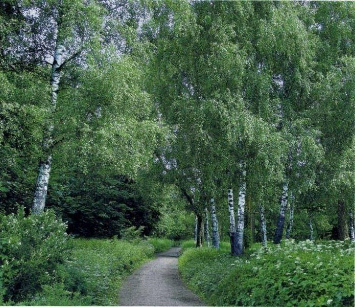 

Фотообои бумажные на стену, 201х242 см "Березовая аллея", фотообои готовые, фотообои природа, 15 листов