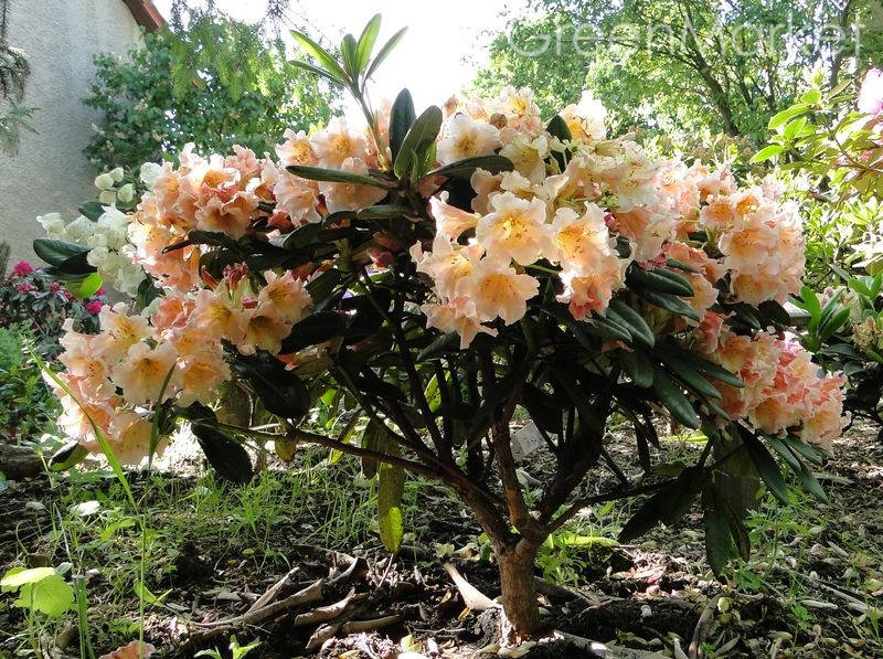 

Рододендрон персиковий "Флаутандо"