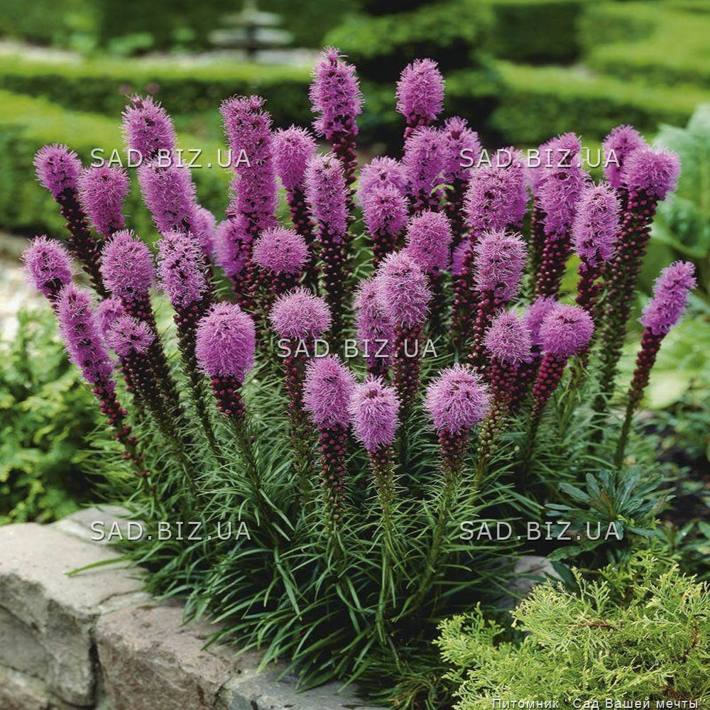 

Лиатрис колосковый 'Floristan Violet'. Контейнер 0,5л