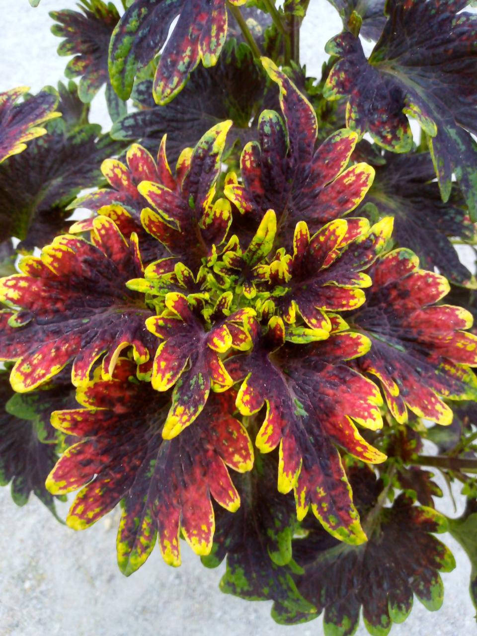 

Колеус "Blair's Witch" саженец в горшке 250мл