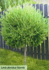 

Larix decidua Kornik C-10 Pa
