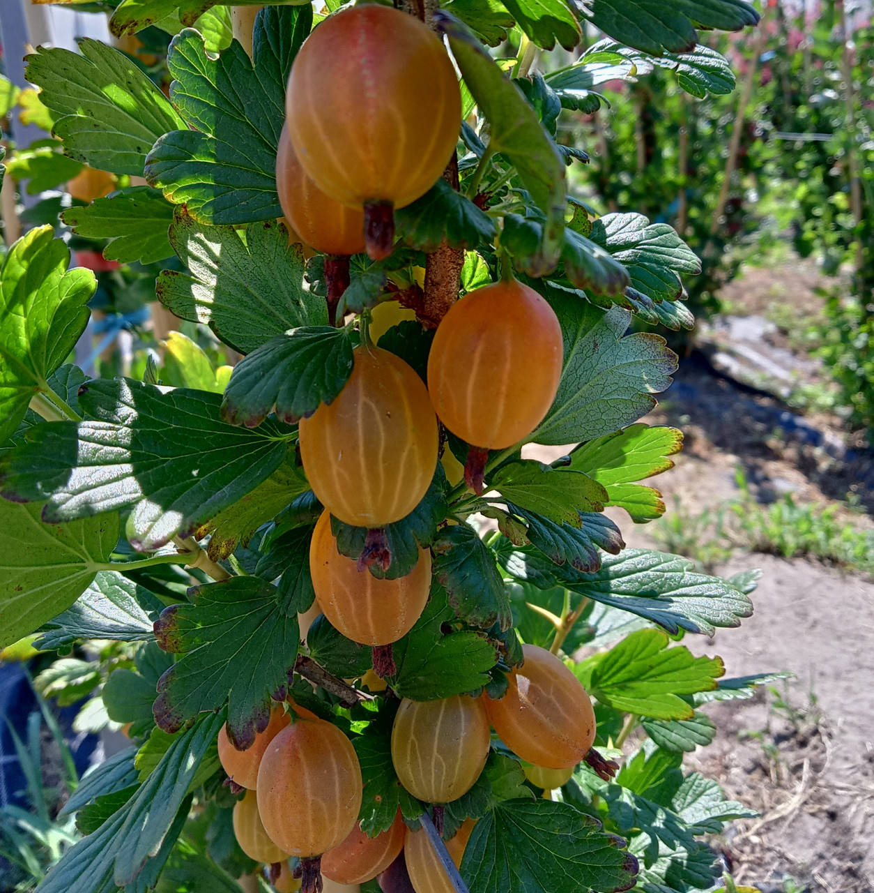 

Саженец крыжовника МАШЕКА (Masheka) - средний, 1-летний