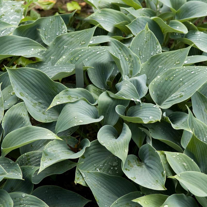 

Хоста Халцион, Hosta Halcyon