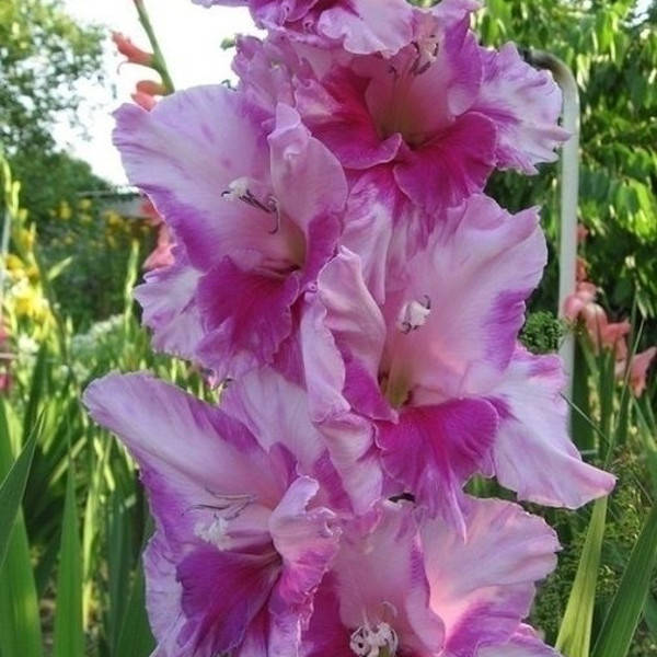 

Гладиолус Xperience