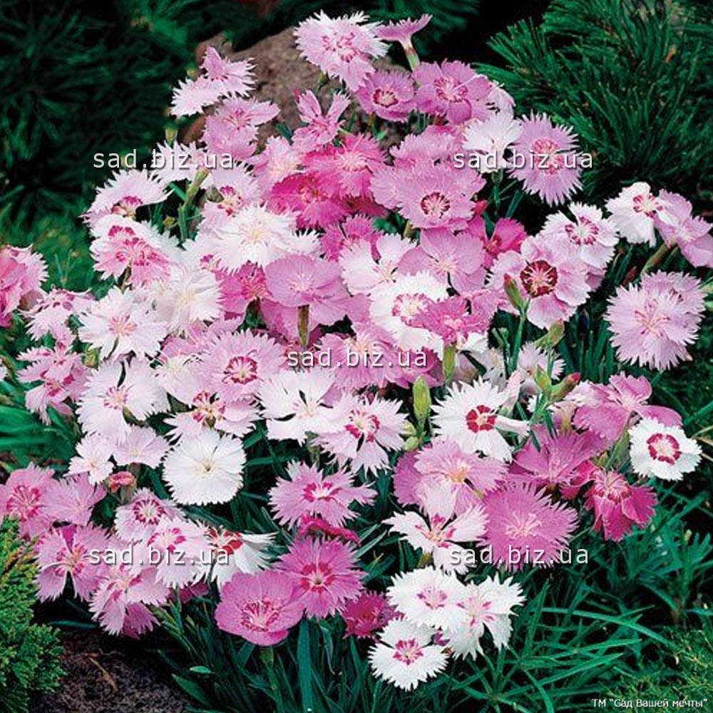 

Гвоздика травянка. Контейнер 0,5 л