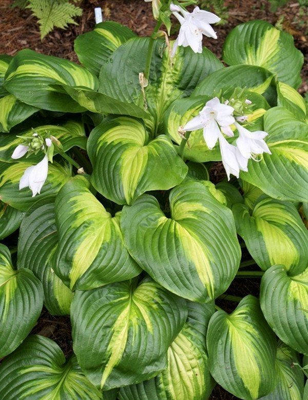 

Хоста " Авокадо " \ Hosta Avocado ( саженцы ЗКС)
