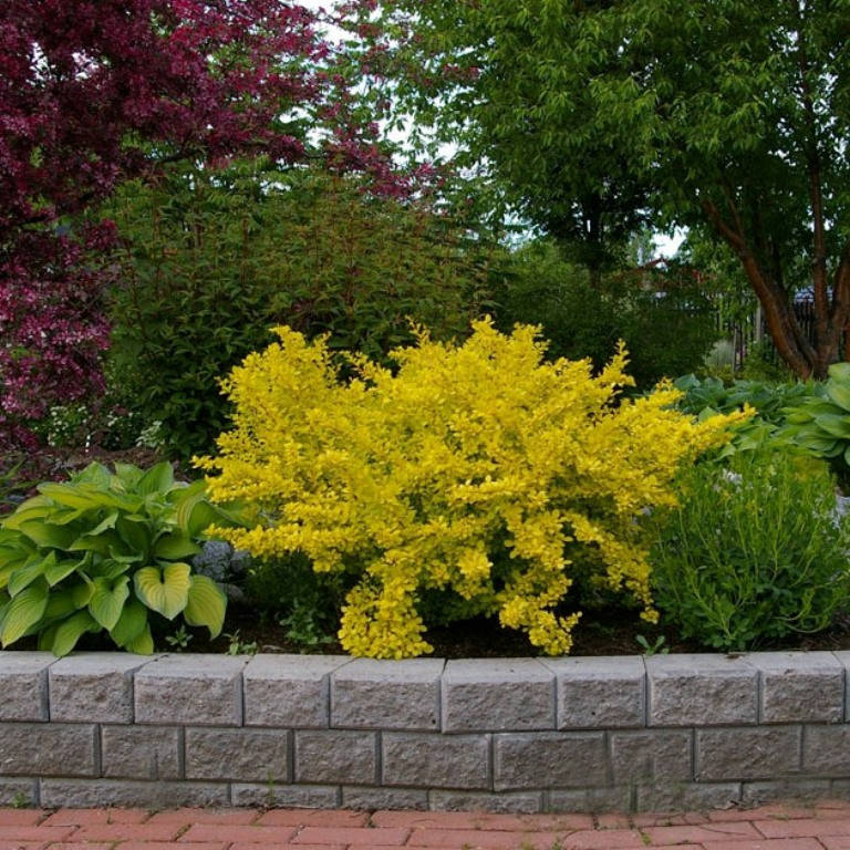 

Барбарис Тунберга Голден Дрім Berberis Thunbergii 'Golden Dream'