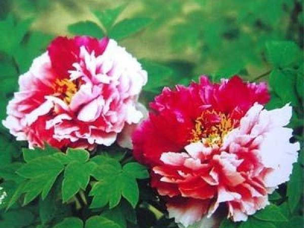 

Пион древовидный Twin Beauty Er Qiao, Розовый