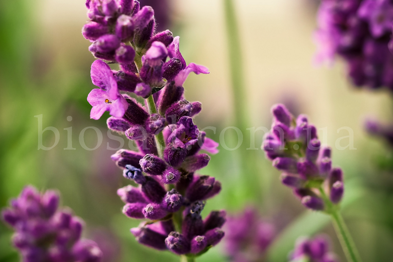 

Лаванда Английская Платинум Нико (Platinum Nico)