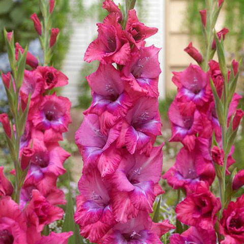 

Гладиолус Lumierre Луковицы