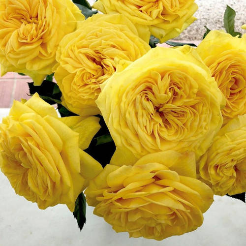 

Лемон Помпон (Lemon Pompom)