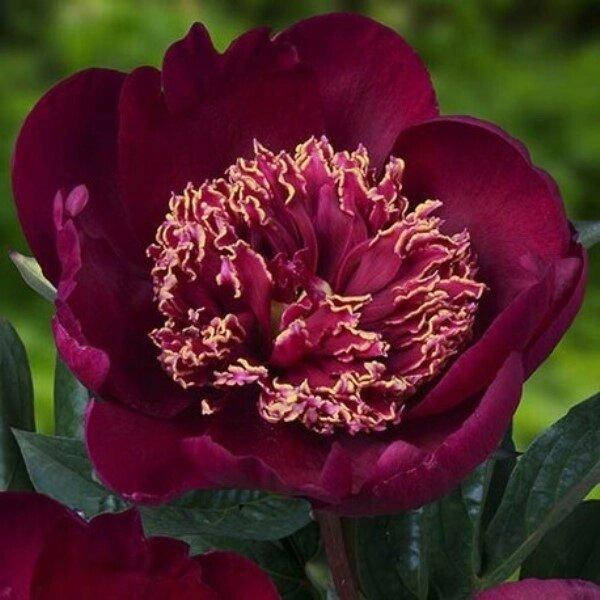 

ПИОН ТРАВЯНИСТЫЙ SWORD DANCE (КОРНЕВИЩА)., Красный