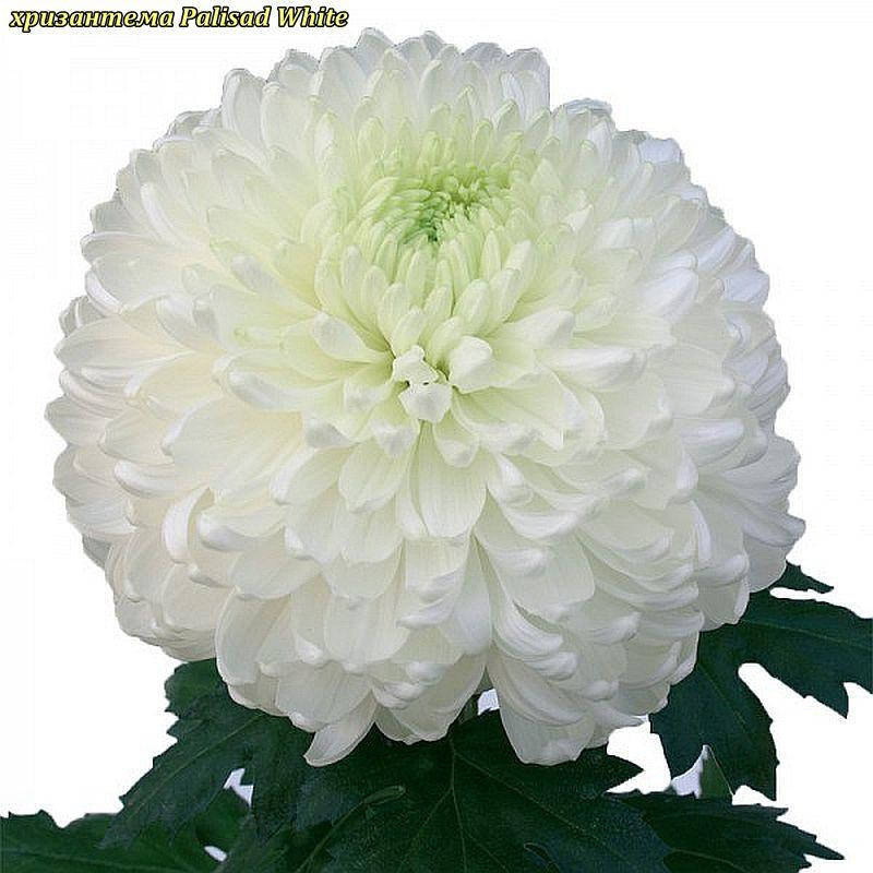 

Хризантема Palisad White (Палисад белый) одноголовая. крупноцветковая, рассада