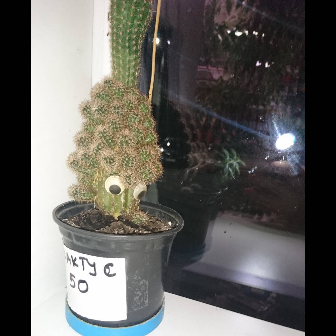 

Кактус с глазами и детками