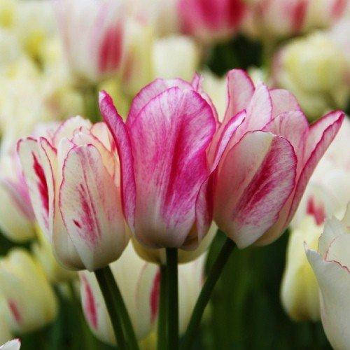 

Тюльпан Сandy Сlub (луковицы) 3 шт