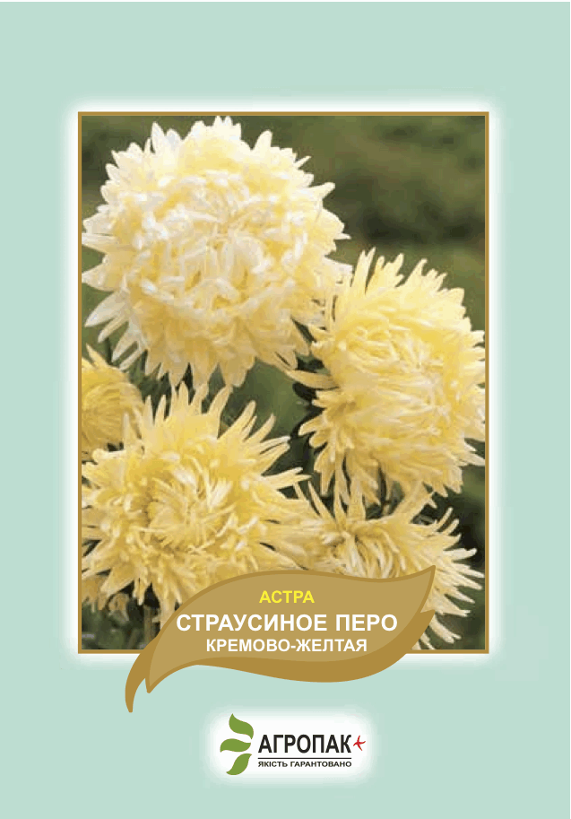 

Семена астра Страусиное перо кремово-желтая Агропак плюс, Желтый
