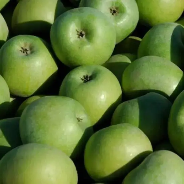 

Яблоня "СИМИРЕНКО" 2-летняя / Саженцы / Зимний сорт