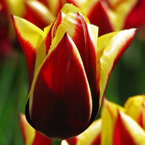 

Тюльпан Gavota (луковицы) 3 шт