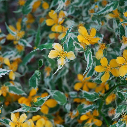 

Керрия японская Picta, Kerria japonica Picta