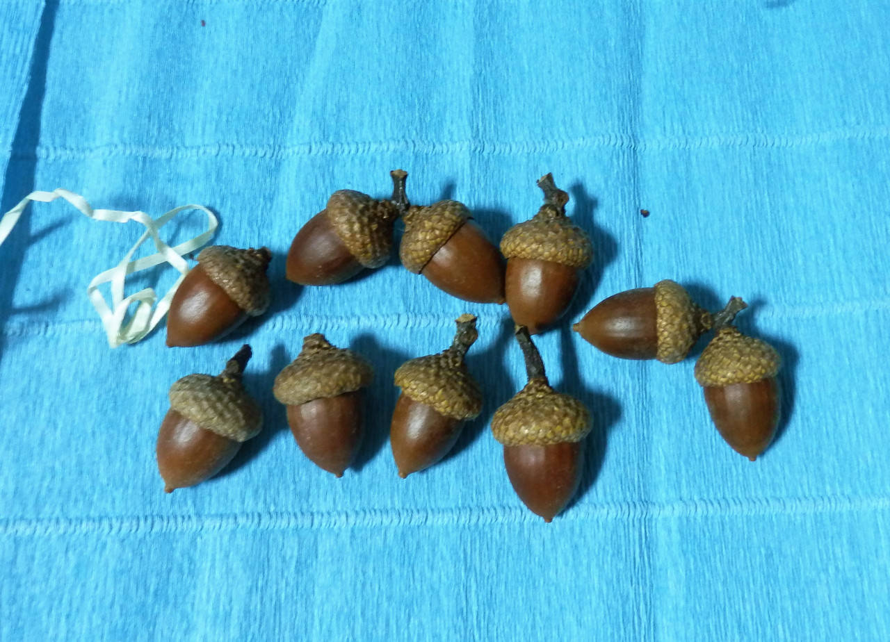 

Жёлудь натуральный 2,5-3,5см, набор 9штук