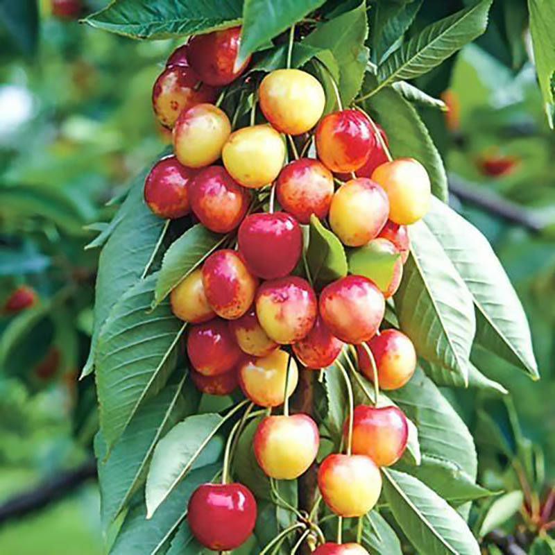 

Саженцы колоновидной черешни САБРИНА раннесредний срок созревания