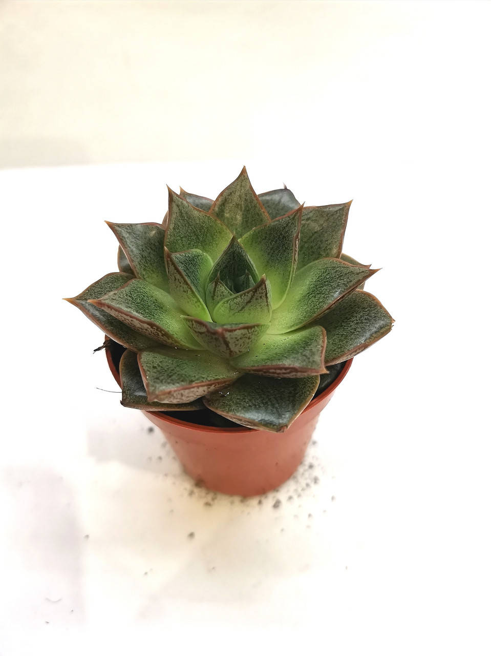 

Ехеверия пурпузорум Echeveria Purpusorum Суккулент Комнатное растение
