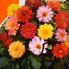 

Георгины Чудесный балкон 0,2 г, семена Яскрава