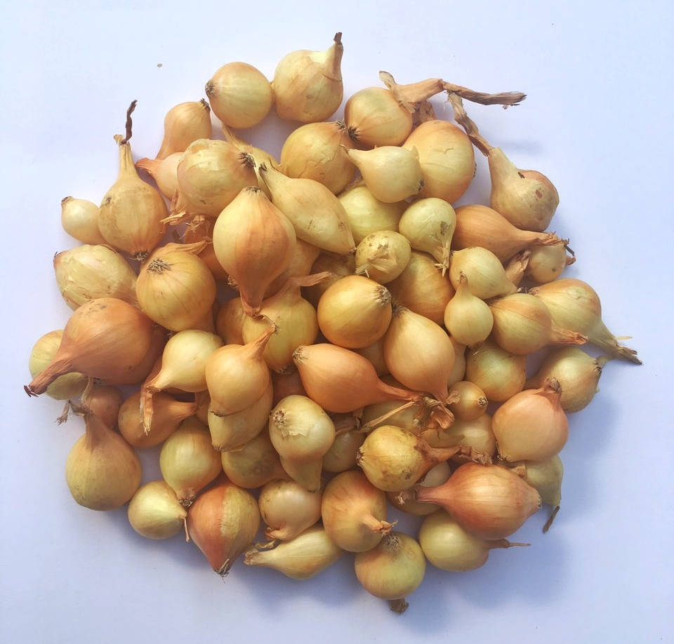 

Озимый лук севок Штуттгартер Стэнфилд, 1 кг