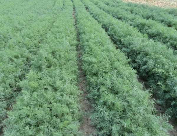 

Укроп Кустовой 20г