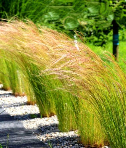 

Ковыль тончайший Хвост Пони ( саженец 1.5 л )