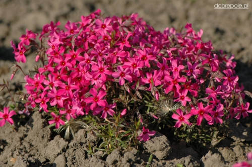 

Флокс шиловидный Atropurpurea (Атропурпуреа) ярко-малиновый