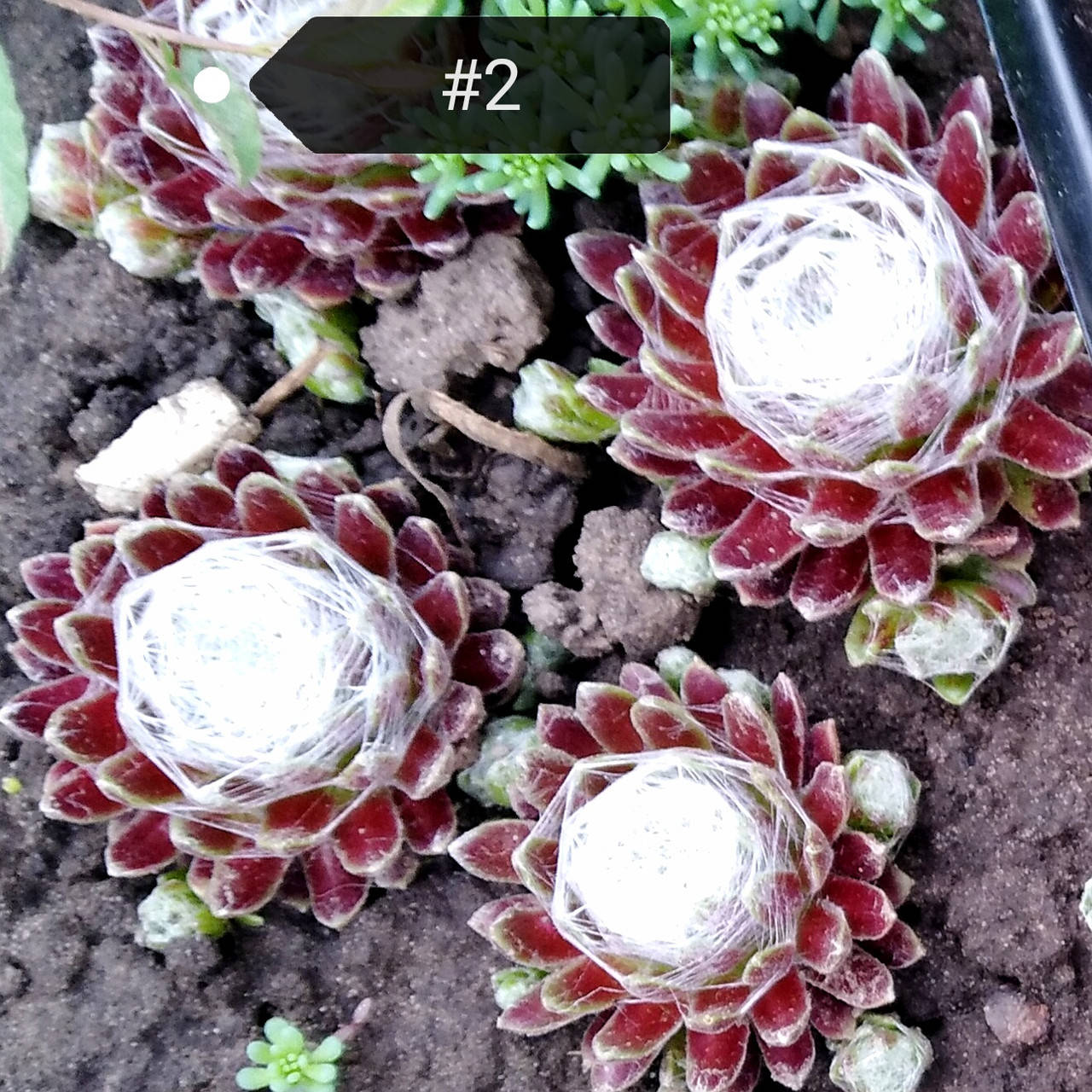 

Молодило паутинистое красное №2